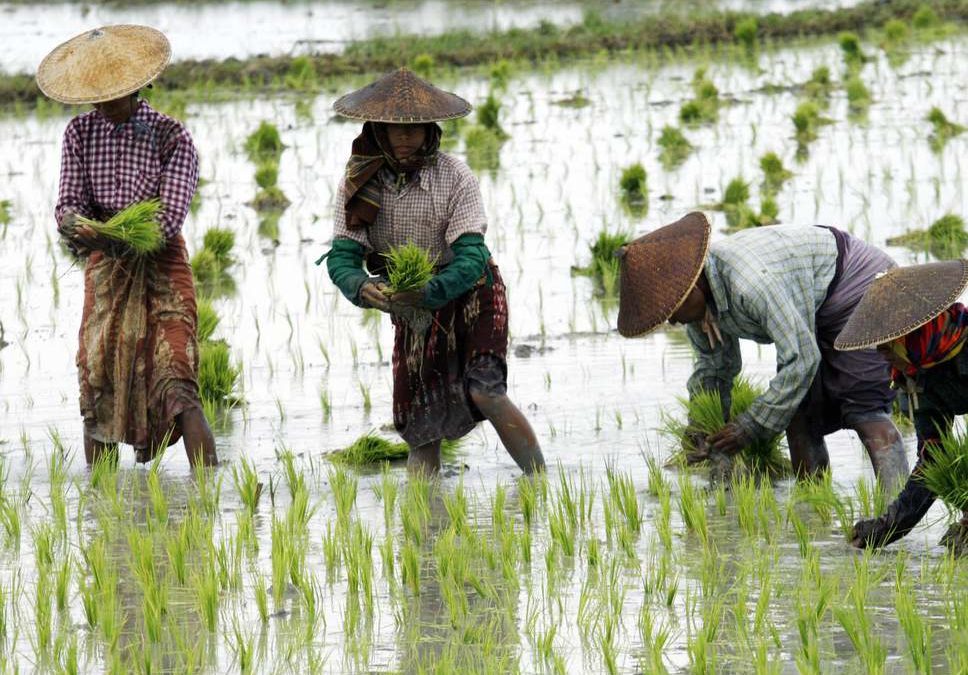 Rice farming up to twice as bad for climate change as previously thought, study reveals