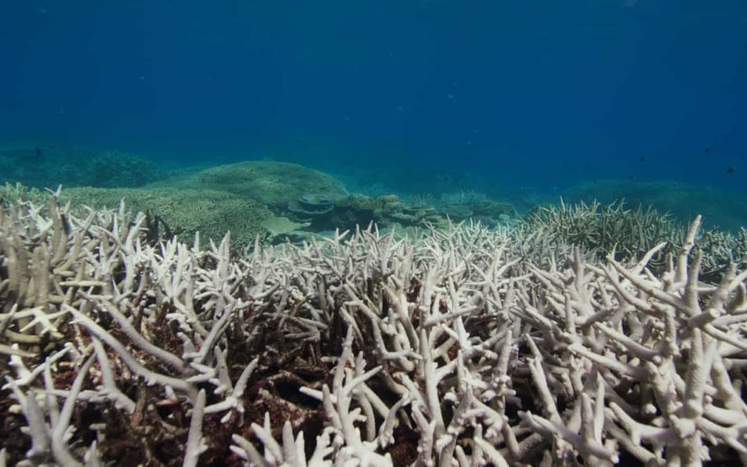 Great Barrier Reef forecast warns entire system at risk of bleaching and coral death this summer