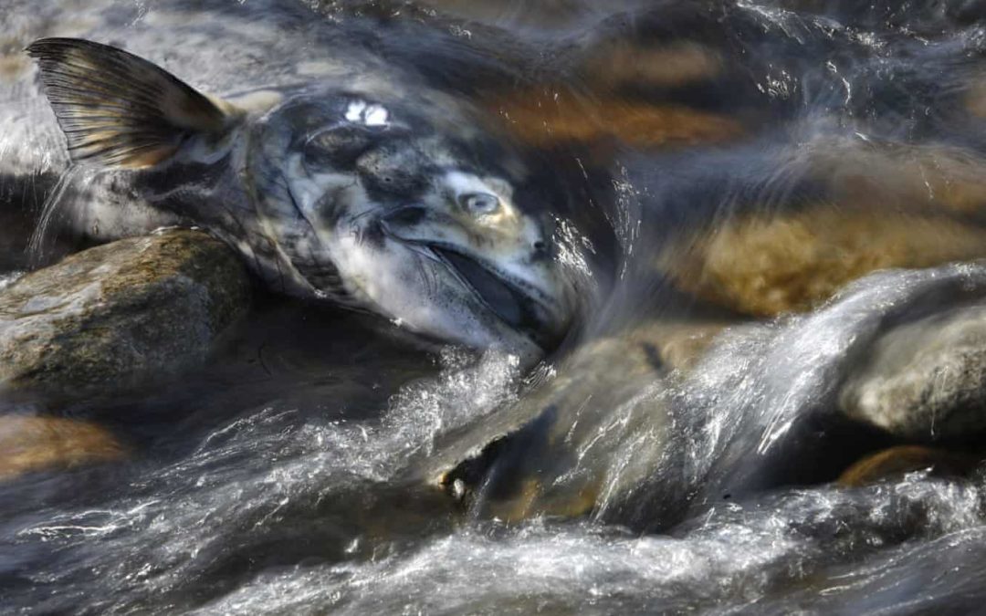 ‘We’re sounding the alarm’: half of Canada’s chinook salmon endangered