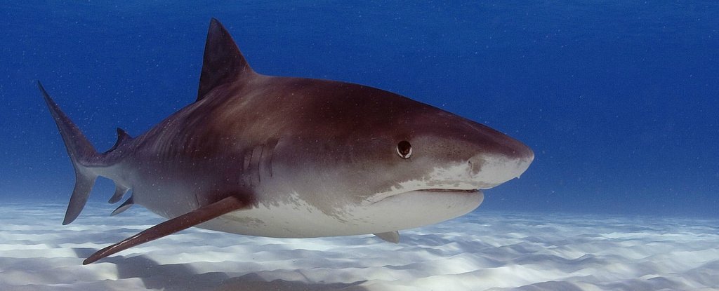 Sharks Have Existed More or Less Unchanged For Millions of Years, Until Now