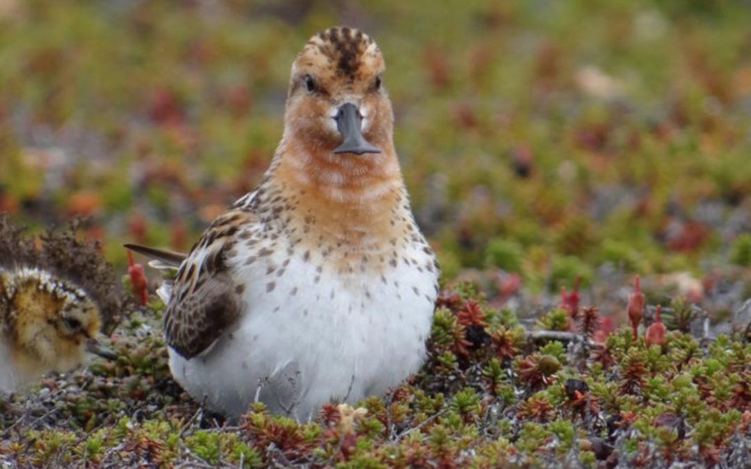 Shorebirds can no longer count on the Arctic as a safe haven for rearing their young
