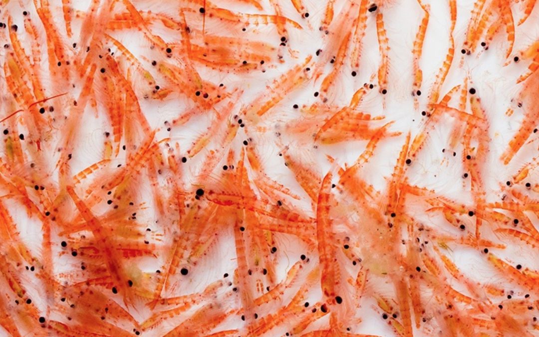 Antarctic krill: Key food source moves south