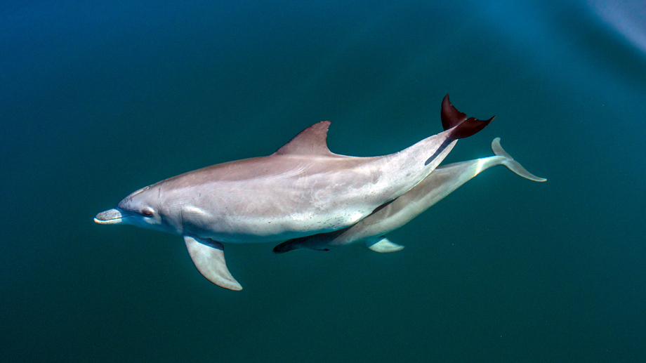 Climate Change Threat to Dolphins’ Survival
