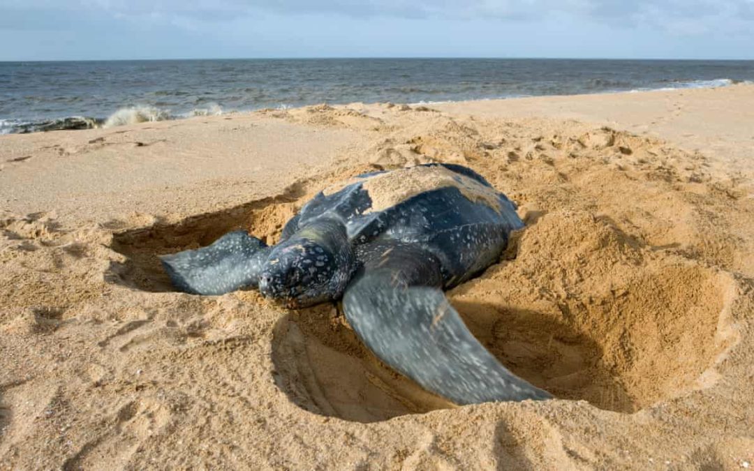 Turtles’ absence from Nicaraguan stronghold raises alarm for future