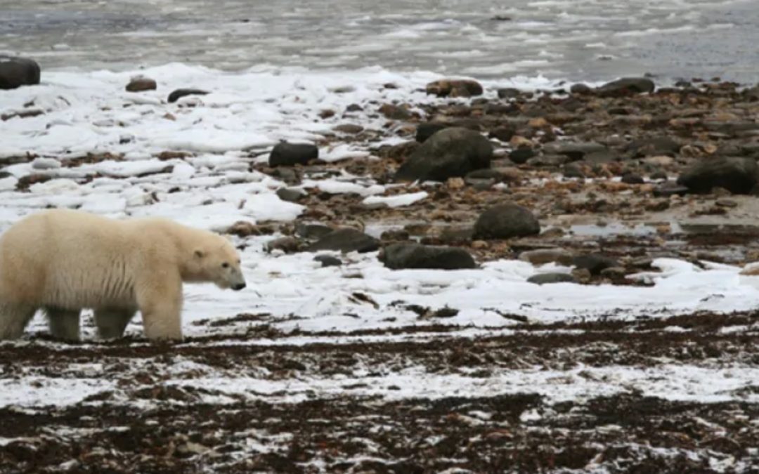 Arctic is warmest it’s been in 10,000 years, study suggests