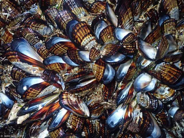 Heatwave cooks mussels in their shells on California shore