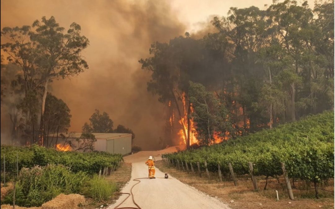 500 million animals lost in Australian bushfires in 2019