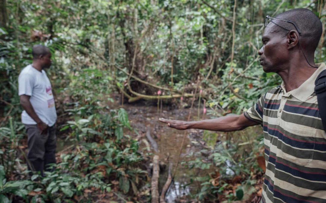 Plan to drain Congo peat bog for oil could release vast amount of carbon