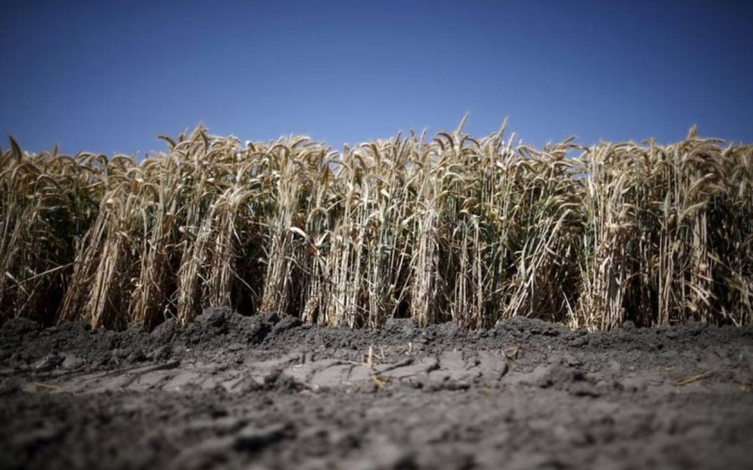 Climate shocks in just one country could disrupt global food supply