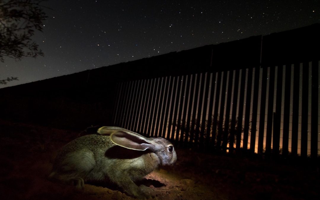 A hare near the San Pedro River, in Mexico, just south of the border wall.