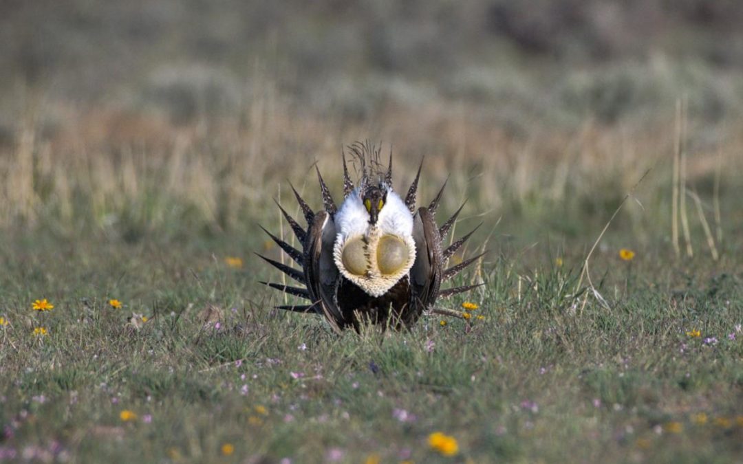 Male Sage Grouse in Display