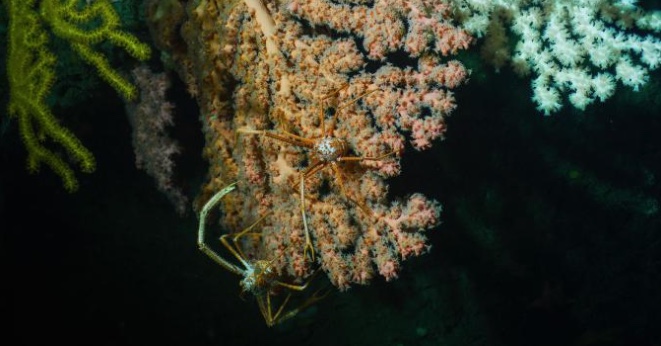 Pink bubblegum corals in the Seamount monument provide a suitable habitat for two crabs.