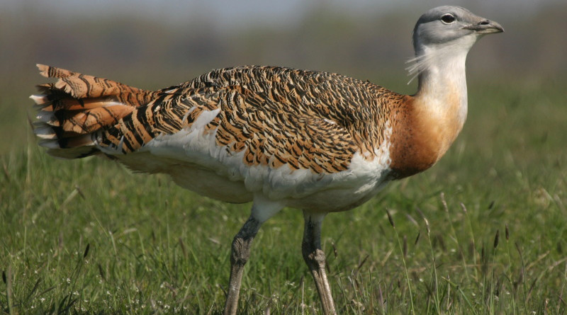 Revealed Scale Of Habitat Loss For Endangered Birds