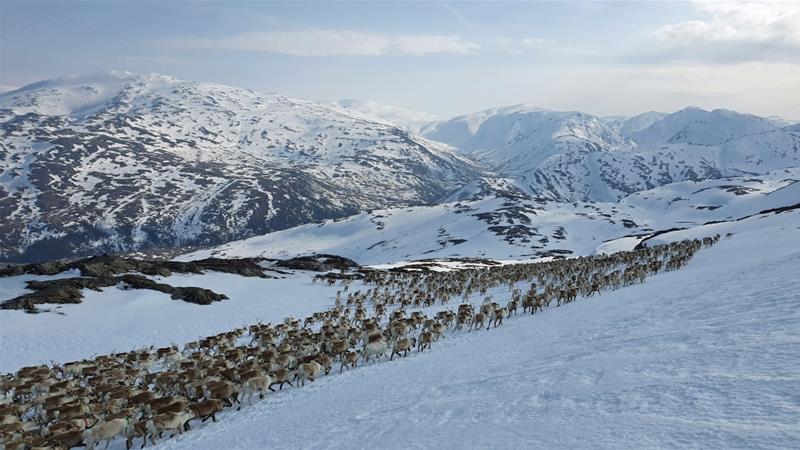 Sami reindeer herds