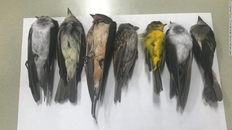 Dead migratory birds