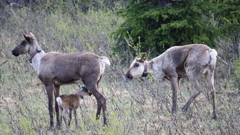 Jasper National Park says one caribou herd gone, two others on the brink of local extinction