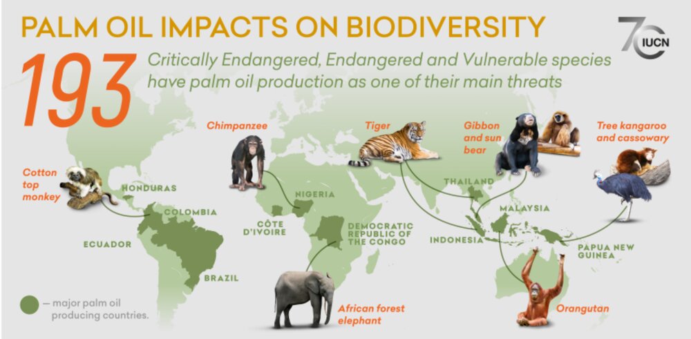 Palm oil impacts on biodiversity