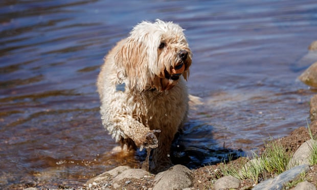 Dog playing in a stream