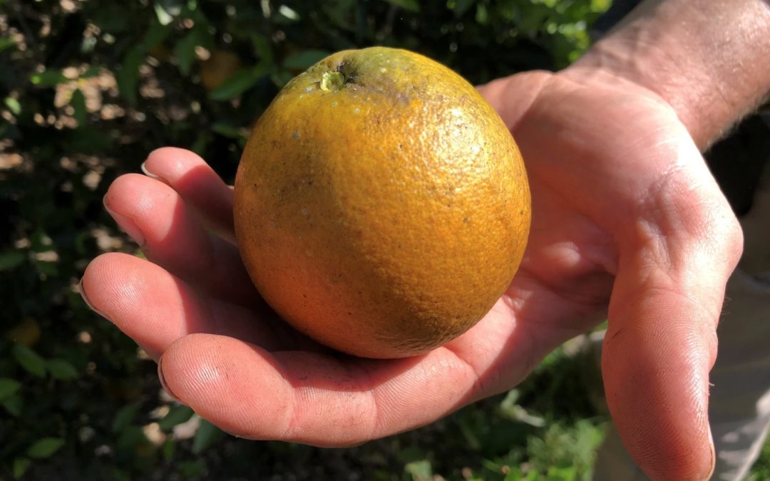 ‘Extremely Hazardous’ Pesticide Federally Approved For Use On Florida Citrus