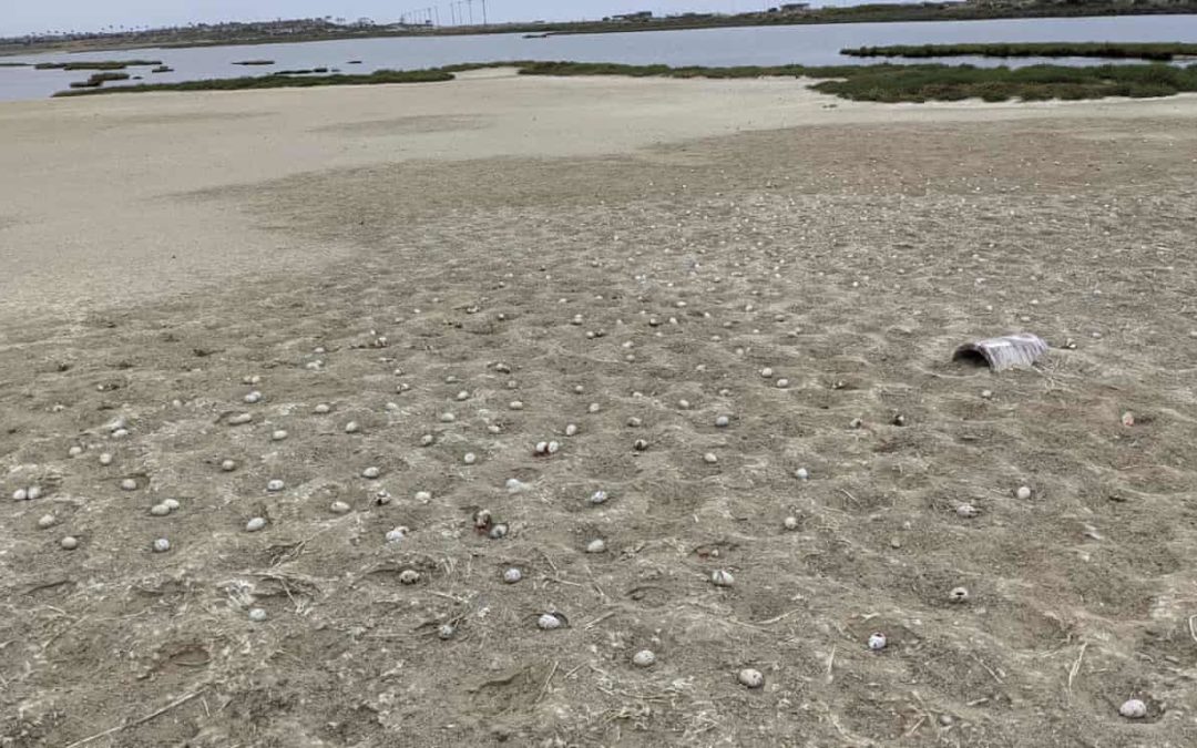 Frightened terns abandon 3,000 eggs after drone illegally crashes on beach